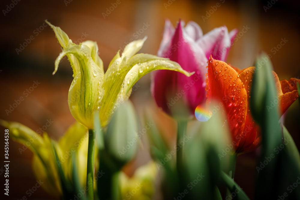 Obraz premium Colorful tulip flowers blooming in spring garden