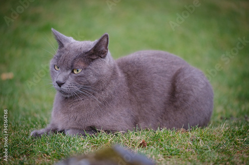 Grey Chartreaux cat in the spring grass photo