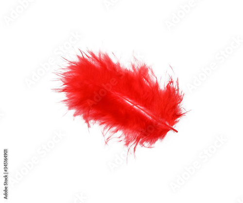 Red feather isolated on white background