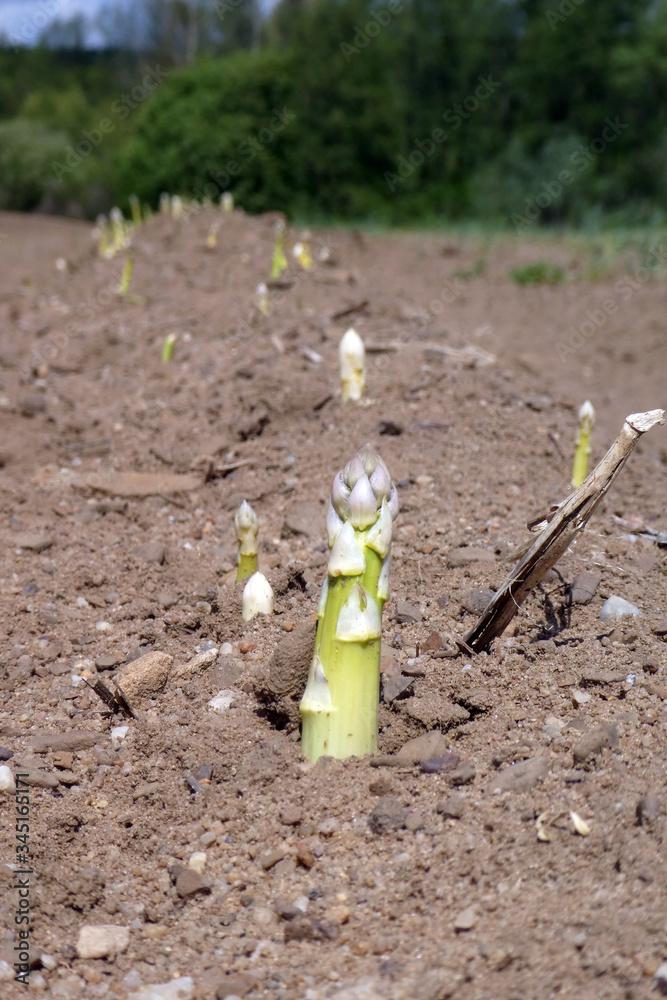 Spargelfeld mit herausgewachsenem fränkischen Spargel Spargelfeld mit herausgewachsenem fränkischen Spargel