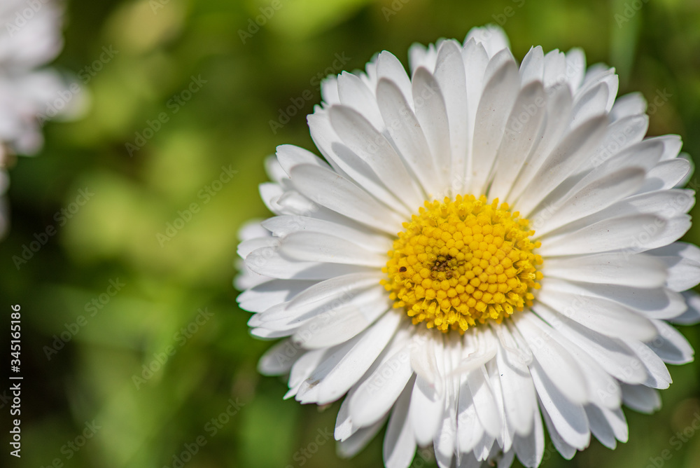 Loose spring flower. Photographed close-up. Loose spring flower. Photographed close-up.