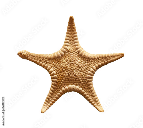 Dried sea starfish isolated on white