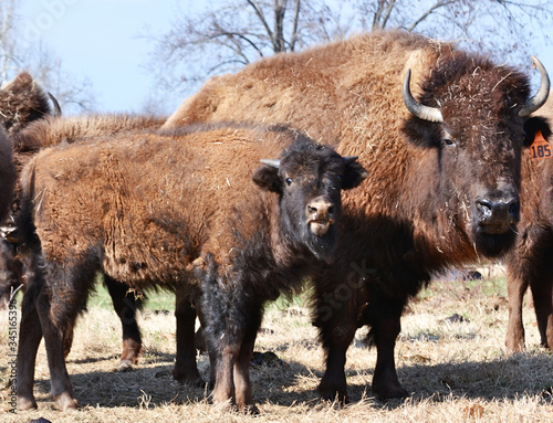 Mama and baby buffalo in a field © Deb