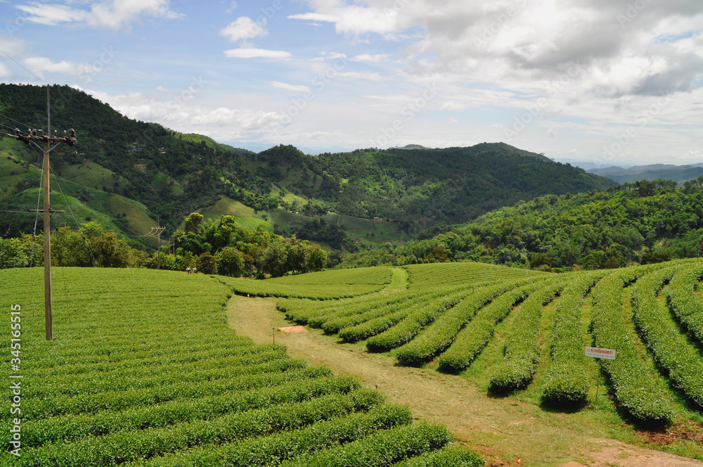 Paisaje de plantaciones de té en el norte de Tailandia.