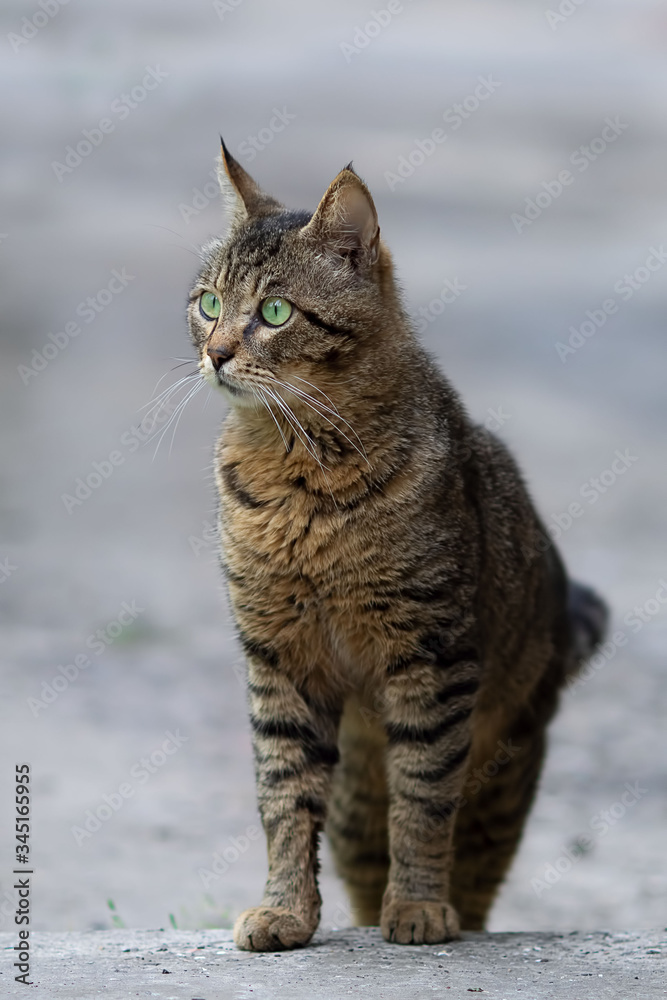 Green-eyed cat looks away on a walk Green-eyed cat looks away on a walk