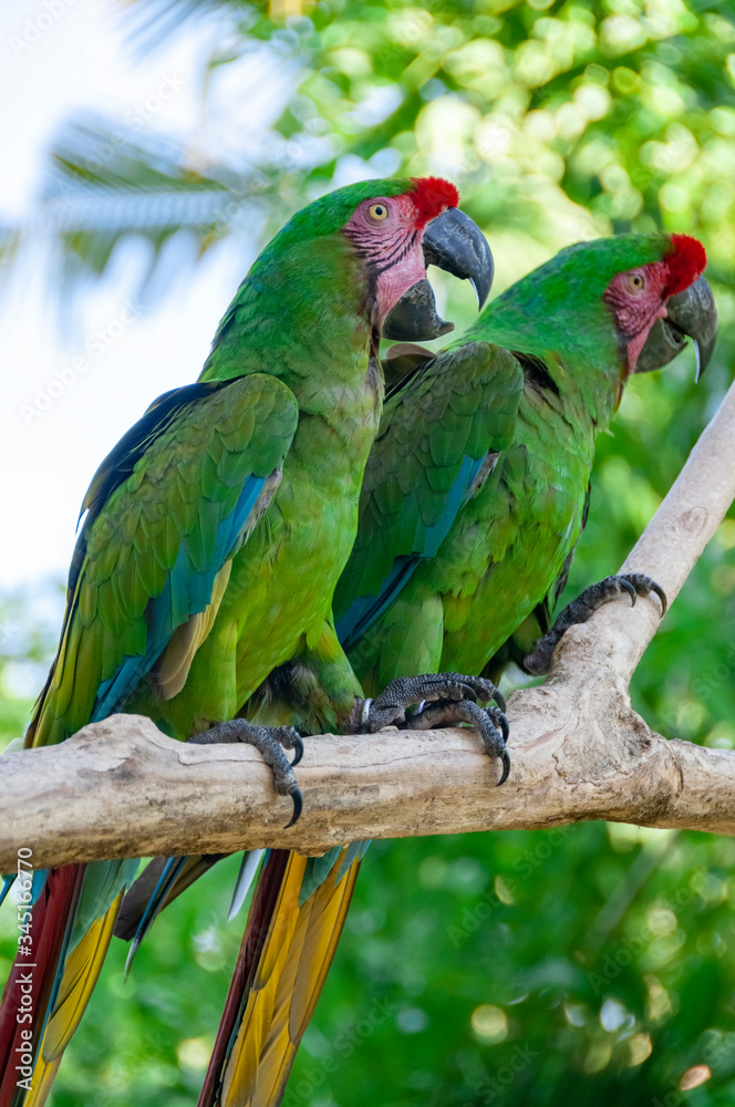 Naklejka premium Green parrots Bird Park Bali Indonesia