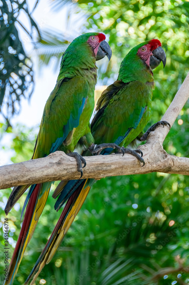 Green parrots Bird Park Bali Indonesia #345166774 - Dzikie Zwierzęta -  FotoNaklejki