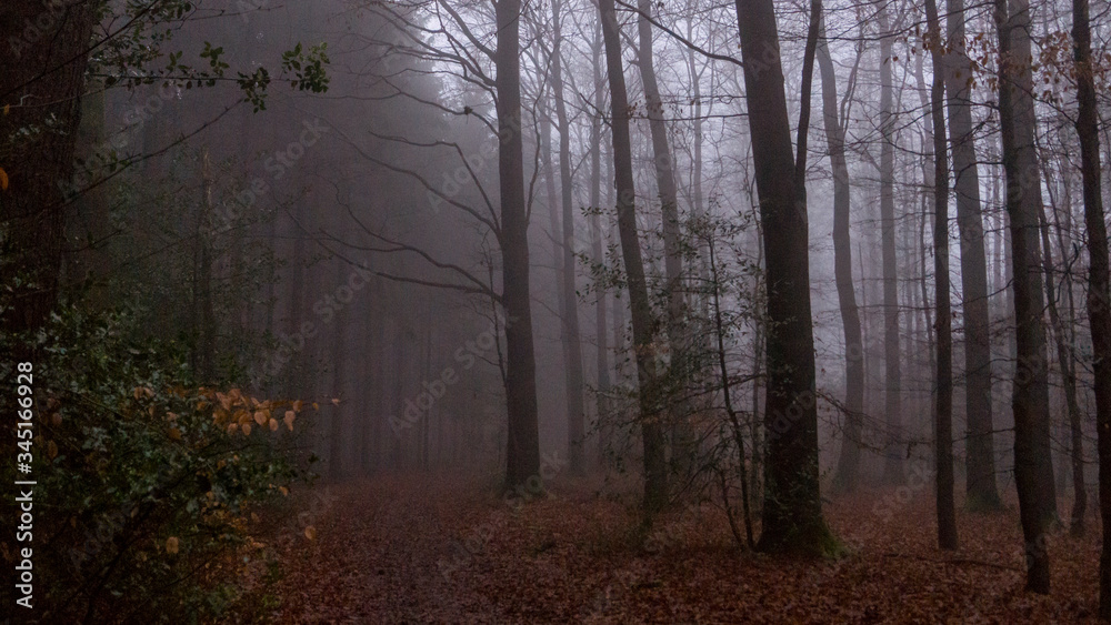 Fototapeta premium Nebelwald