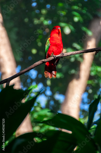 Amboina King Parrot Bird Park Bali Indonesia photo