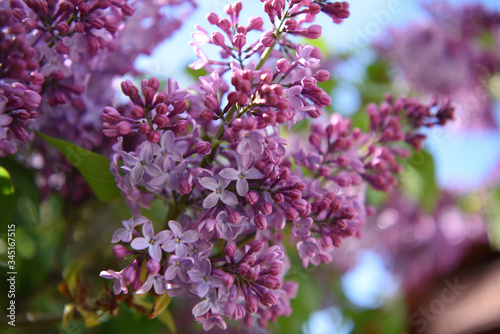 lilla fiori profumo 