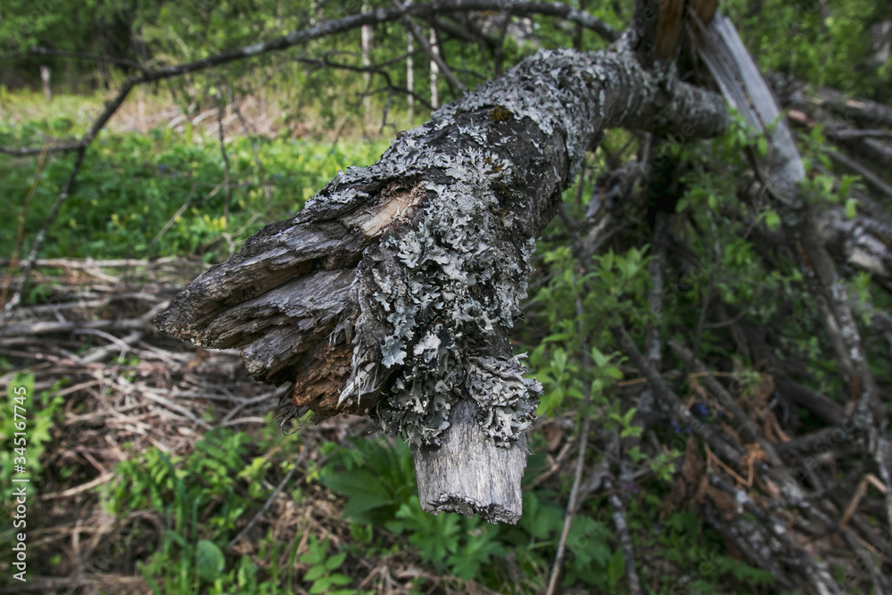 Broken old tree in the spring forest. Photo of the nature of Siberia in Russia. Landscapes on a sunny day. Broken old tree in the spring forest. Photo of the nature of Siberia in Russia. Landscapes on a sunny day.
