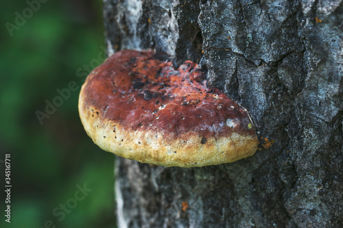 Orange tree mushroom on a tree trunk close-up. Interesting natural texture.