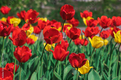 Many beautiful red and yellow tulips in a city park on a bright sunny day. Traditional flowers for the holiday on May 9 in Russia. © rosimon