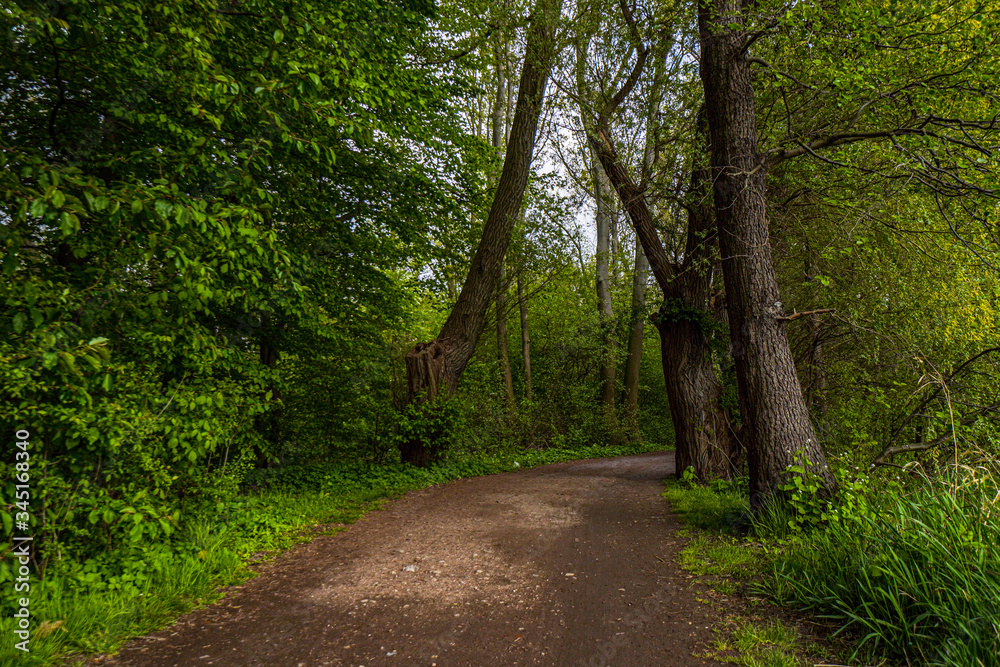 Path in the forest at the Rusalka Lake in Poznan (Posen), Poland. A beautiful natural landscape. Path in the forest at the Rusalka Lake in Poznan (Posen), Poland. A beautiful natural landscape.