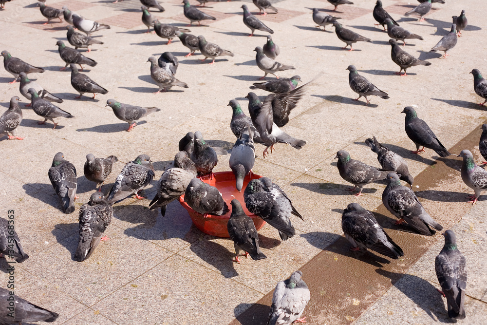 Cute curious urban pigeon with flock of pigeons Cute curious urban pigeon with flock of pigeons