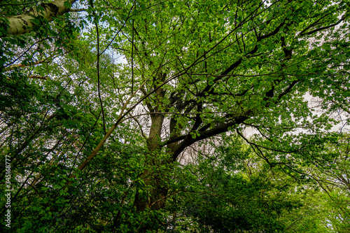 Green forest with many branches and leaves. The natural environment in park during the springtime. © Jessica Alvaro