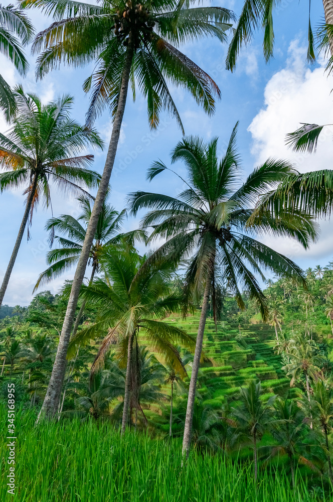 Rice terraces Bali Indonesia