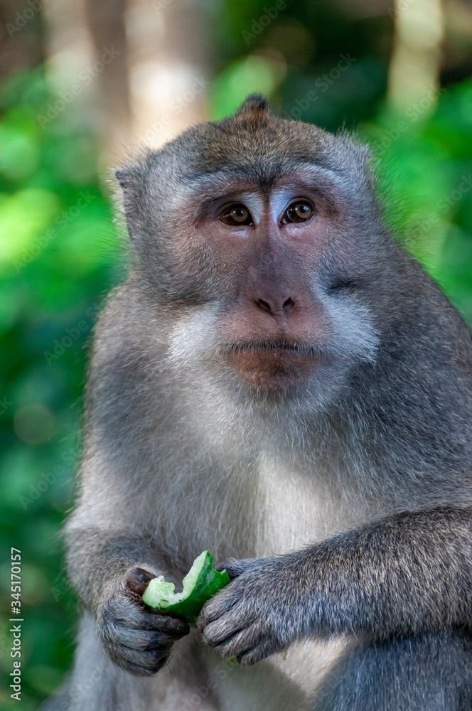 Obraz premium Balinese long-tailed monkey Macaca fascicularis at Sacred Monkey Forest Sanctuary Ubud Bali Indonesia