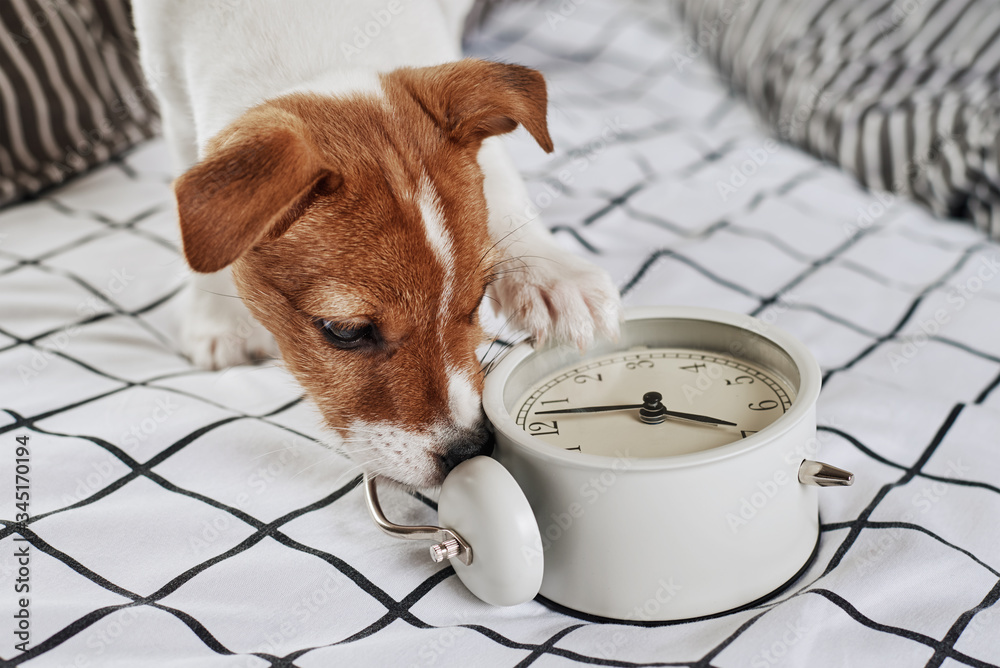 Jack russell terrier dog nibbles vintage alarm clock in the bed. Wake