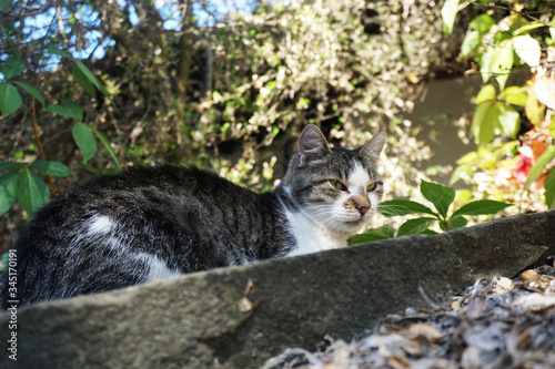 A cat is sitting on a fence in a beautiful sunny summer day.