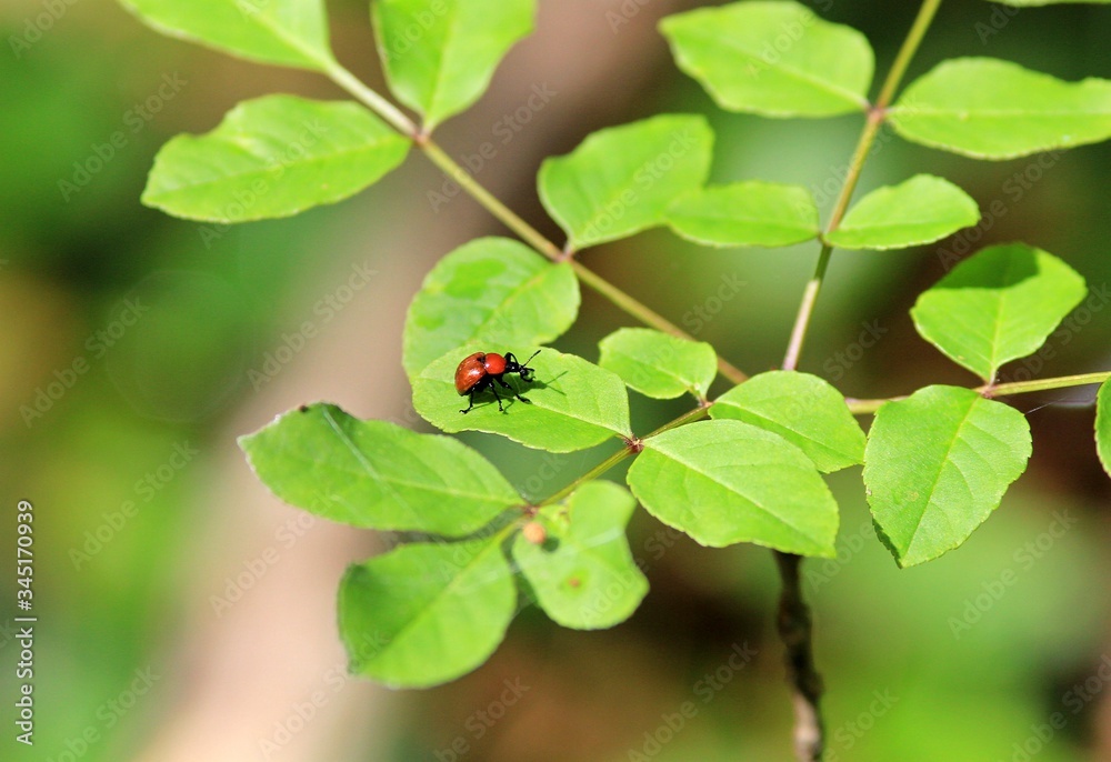 Apoderus coryli beetle on green leaves in the forest Apoderus coryli beetle on green leaves in the forest