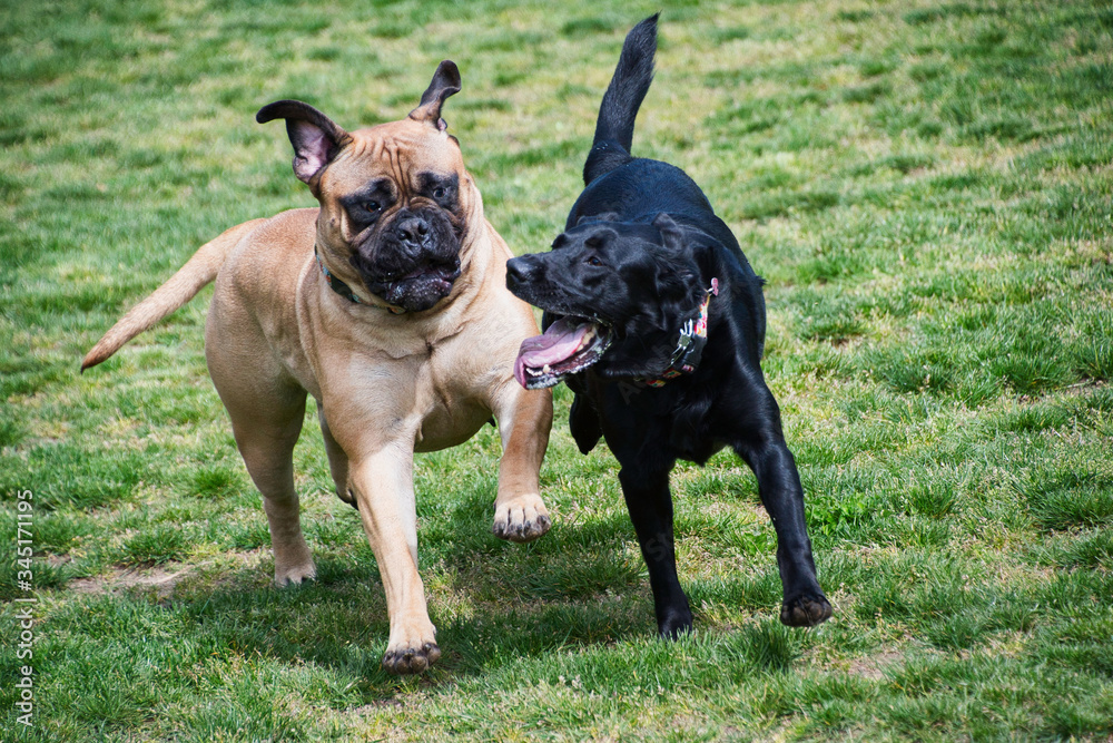 2020-05-01 A BULLMASTIFF AND BLACK LABRADOR PLAYING IN A DOG PARK IN NEW CASTLE WASHINGTON 2020-05-01 A BULLMASTIFF AND BLACK LABRADOR PLAYING IN A DOG PARK IN NEW CASTLE WASHINGTON