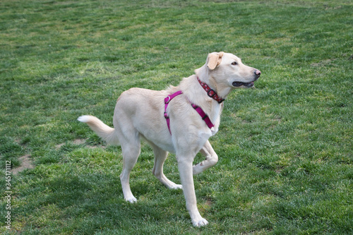 2020-05-01 A YELLOW LABRADOR POINTING IN A PARK IN NEWCASTLE WASHINGTON