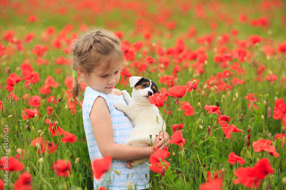 little girl with puppy in field of poppies little girl with puppy in field of poppies