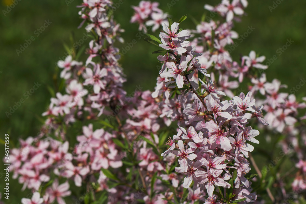 Branch with pink flowers in a city park. Photo of spring and summer nature on a warm sunny day. Branch with pink flowers in a city park. Photo of spring and summer nature on a warm sunny day.