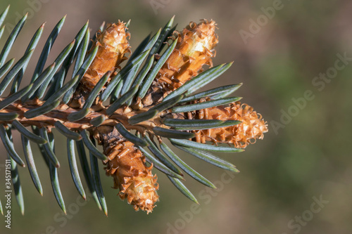 Pine branch with young cones on a sunny day. Close-up photo of nature in spring.