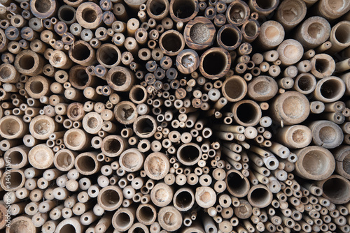 Close-up of dried bamboo stalks in a section. Texture, background.