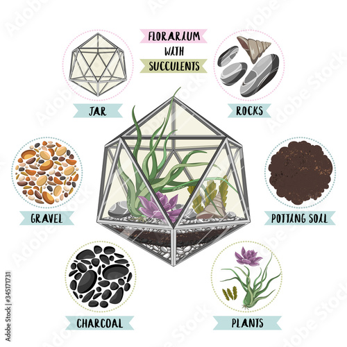 Mini garden in jar. Geometric florarium with succulents. Vector illustration isolated on white.