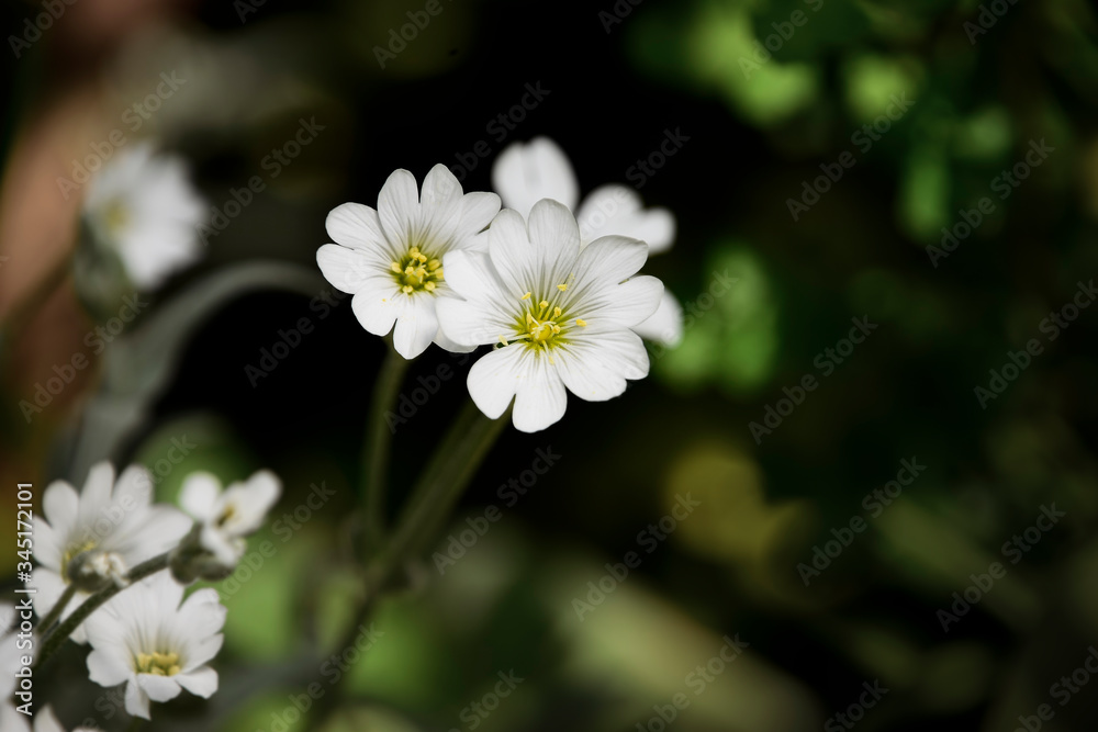 Field chickweed or field mouse-ear (Cerastium arvense) white spring flowers, nature photography shallow depth of field Field chickweed or field mouse-ear (Cerastium arvense) white spring flowers, nature photography shallow depth of field