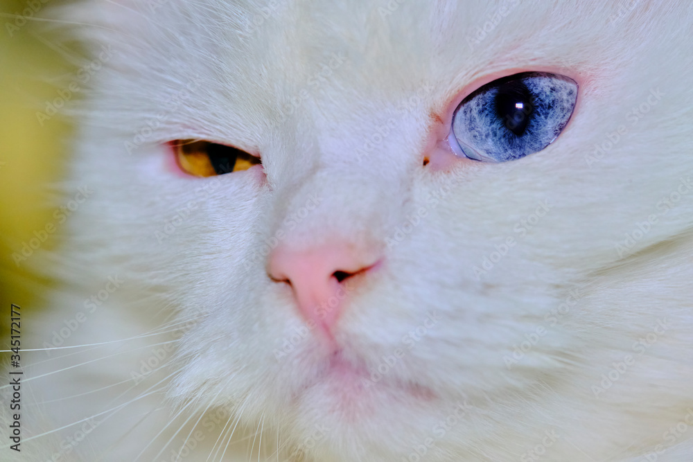 Turkish angora with heterochromia close up color