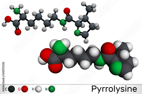 Pyrrolysine, l-pyrrolysine, Pyl, C12H21N3O3 molecule. It is amino acid, is used in biosynthesis of proteins. Molecular model photo