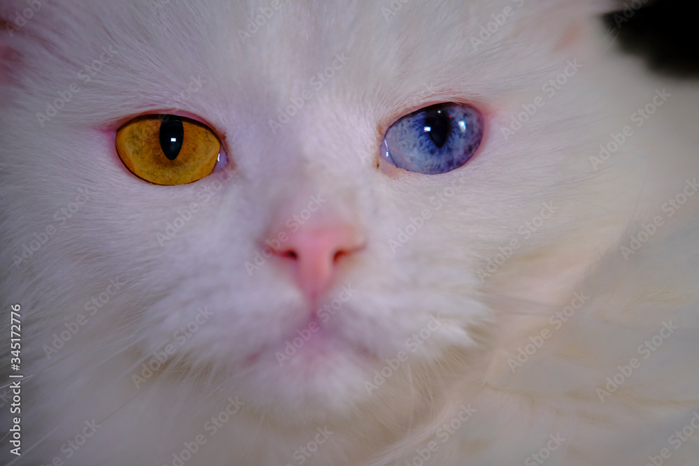 Fototapeta premium Turkish angora with heterochromia close up color