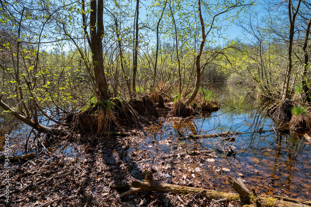 Air roots of submerged trees on the shores of a lake Air roots of submerged trees on the shores of a lake