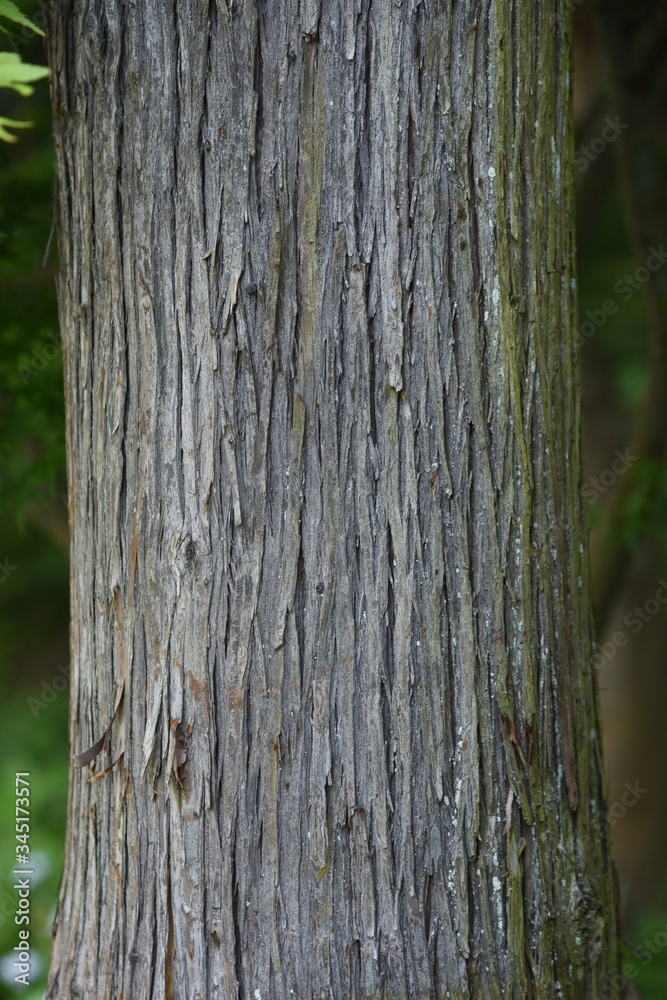 Japanese cedar tree trunk and bark / Cupress evergreen coniferous tree Japanese cedar tree trunk and bark / Cupress evergreen coniferous tree