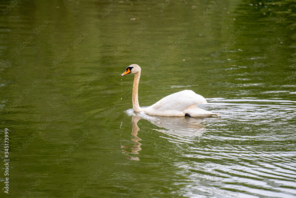 Fototapeta premium Schwan