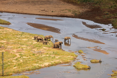 Small herd of African elephants crossing the olifants river, Kruger National Park, South Africa. photo