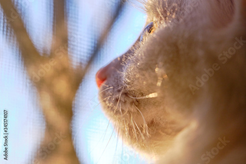 White cat looks out the window close up © LemPro Filming Life