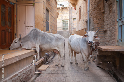 Holy cows on the street in Jaisalmer, Rajasthan, India photo