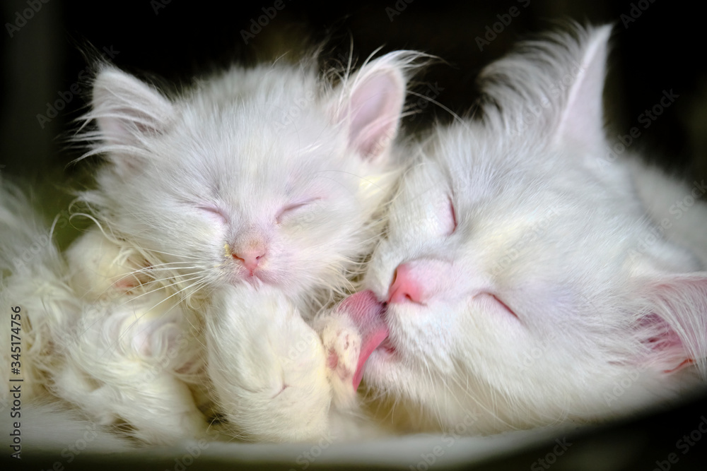 White cat licks kitten low light color