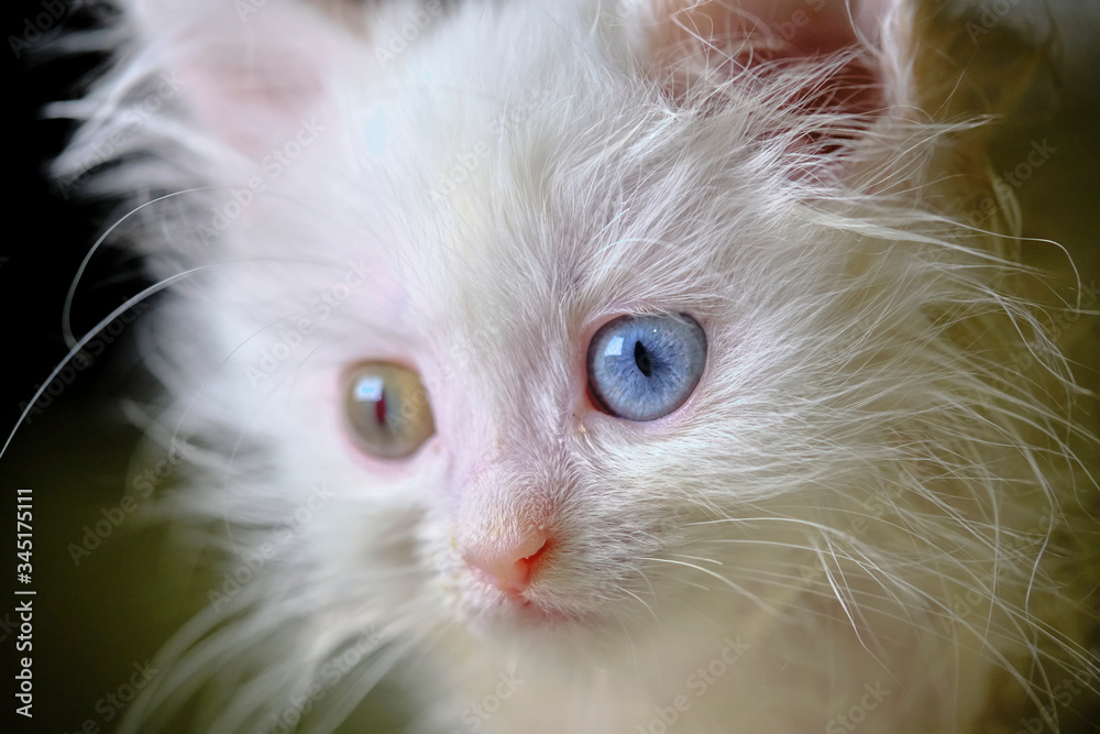 kitten Turka angora with geretochromia low light kitten Turka angora with geretochromia low light