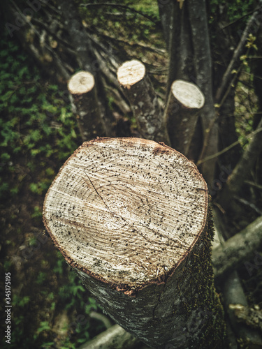 Dramatic high contrast cut hazel tree trunk section with rings isolated with chainsaw trail marks