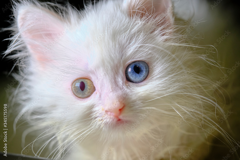 kitten Turka angora with geretochromia low light kitten Turka angora with geretochromia low light