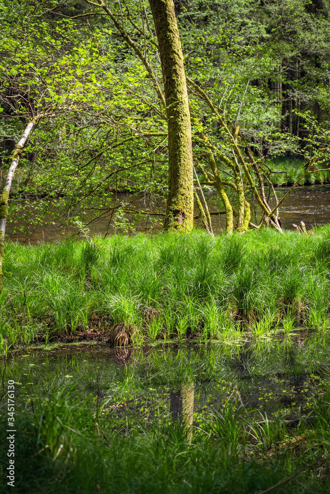 Fototapeta premium An der Wolfsteiner Ohe