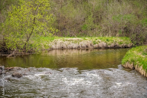 river in the forest