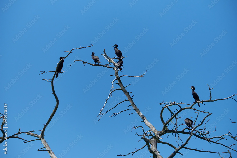 The great cormorants (Phalacrocorax carbo sinensis) breeding in their nests in a dead forest The great cormorants (Phalacrocorax carbo sinensis) breeding in their nests in a dead forest