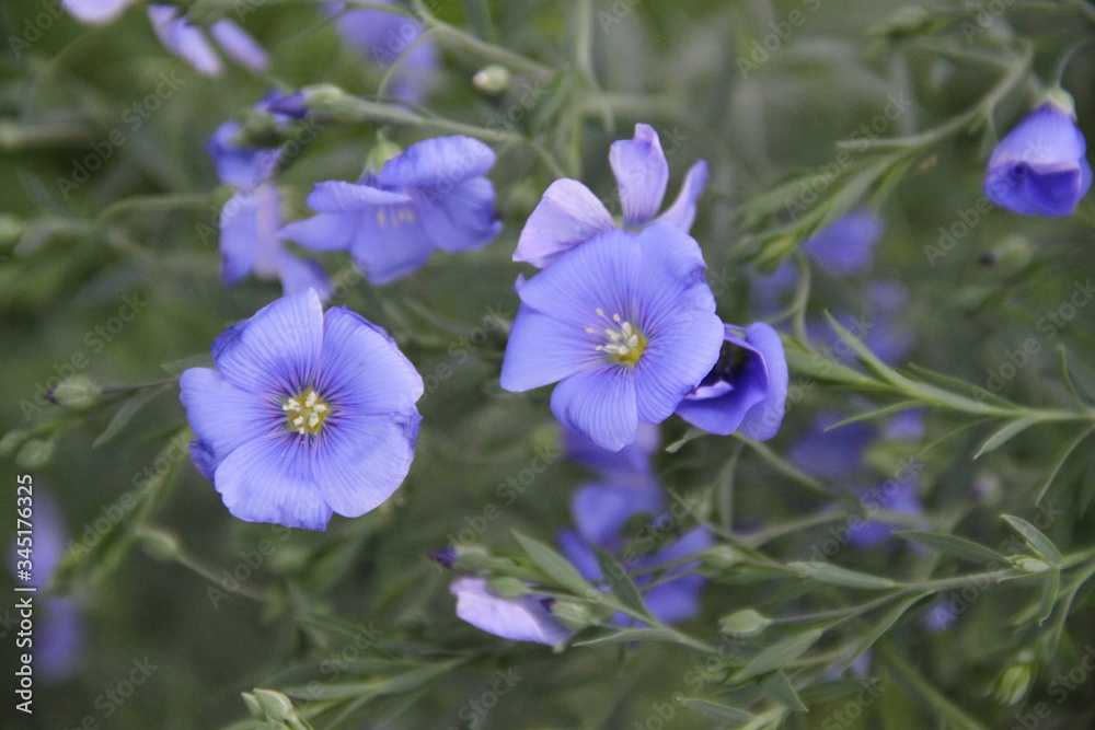 Fototapeta premium Purple flax linseed spring flower